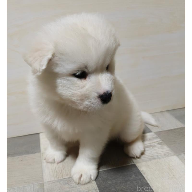 販売中の埼玉県のサモエド-448117の6枚目