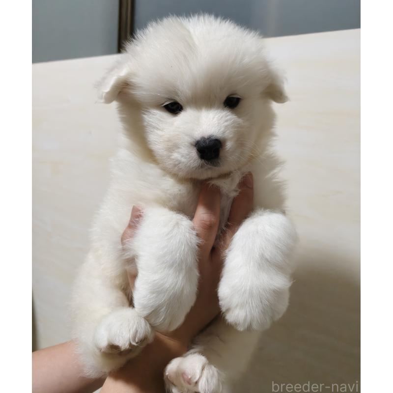 販売中の埼玉県のサモエド-448117の4枚目