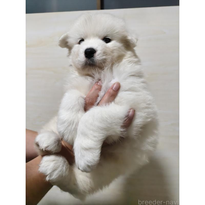 販売中の埼玉県のサモエド-448117の2枚目