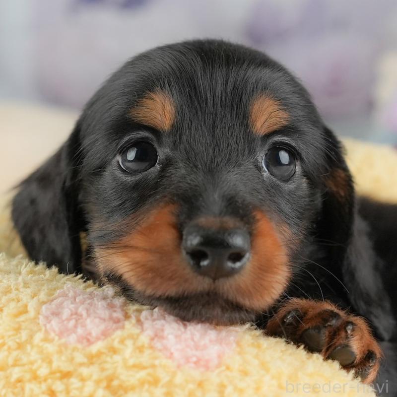 販売中ののミニチュアダックスフンド(ロングヘアード)-448134