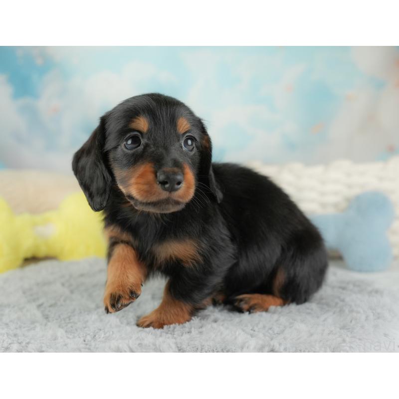 販売中の埼玉県のミニチュアダックスフンド(ロングヘアード)-448134の10枚目