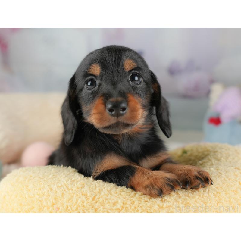 販売中の埼玉県のミニチュアダックスフンド(ロングヘアード)-448134の9枚目