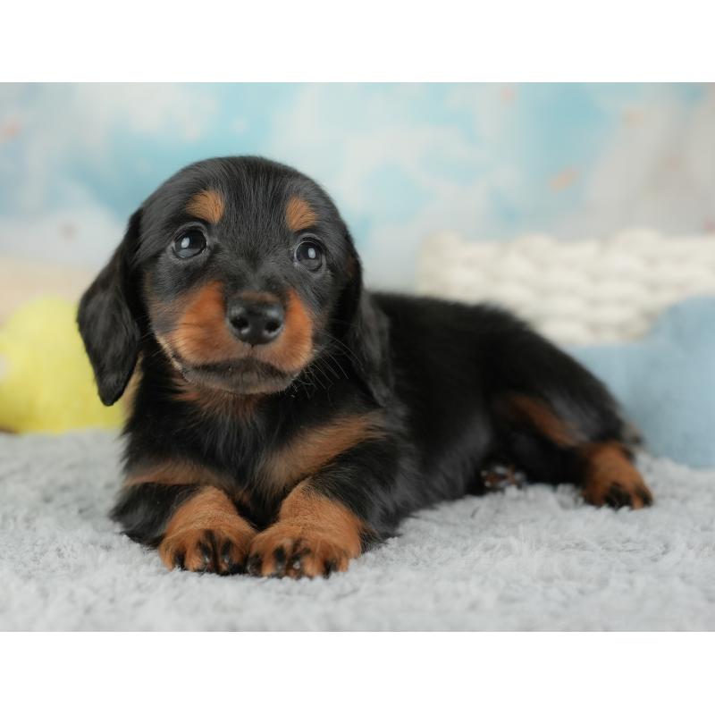 販売中の埼玉県のミニチュアダックスフンド(ロングヘアード)-448134の8枚目