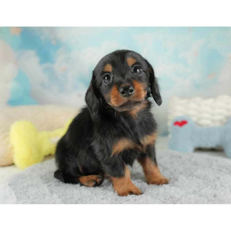 販売中の埼玉県のミニチュアダックスフンド(ロングヘアード)-448134の7枚目