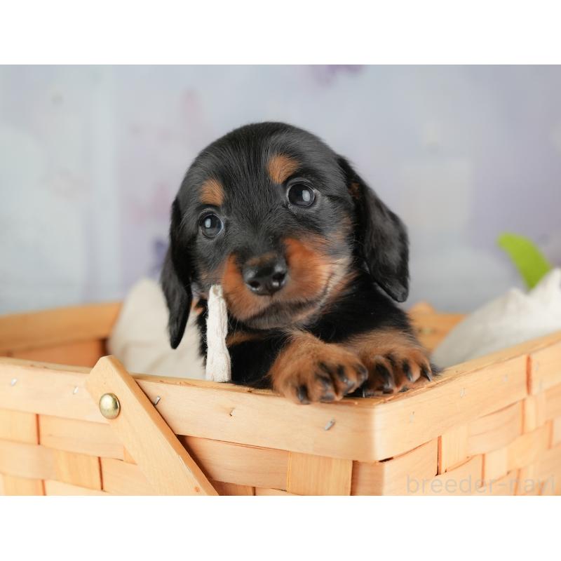 販売中の埼玉県のミニチュアダックスフンド(ロングヘアード)-448134の6枚目