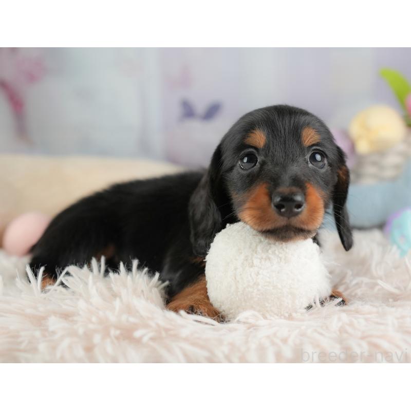 販売中の埼玉県のミニチュアダックスフンド(ロングヘアード)-448134の4枚目