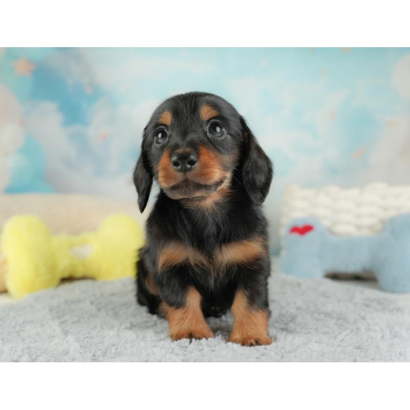 販売中の埼玉県のミニチュアダックスフンド(ロングヘアード)-448134の3枚目