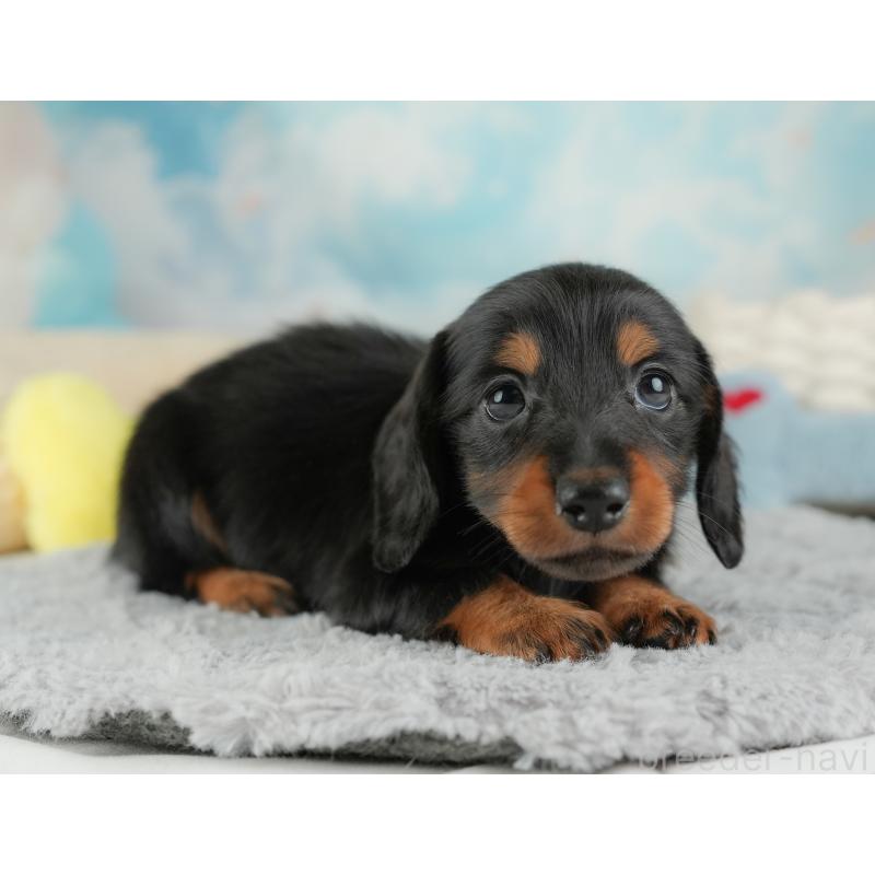 販売中の埼玉県のミニチュアダックスフンド(ロングヘアード)-448134の2枚目