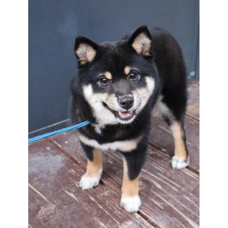 販売中の山口県の豆柴-448135の3枚目