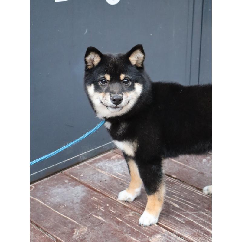 販売中の山口県の豆柴-448135の2枚目