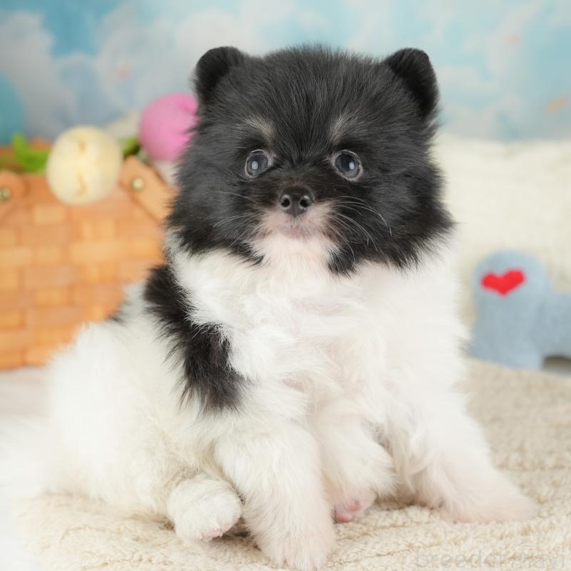 販売中の埼玉県のポメラニアン-448137の11枚目