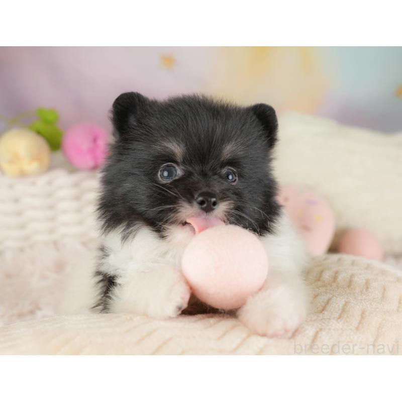 販売中の埼玉県のポメラニアン-448137の9枚目