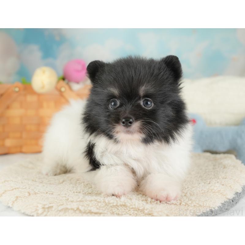 販売中の埼玉県のポメラニアン-448137の4枚目