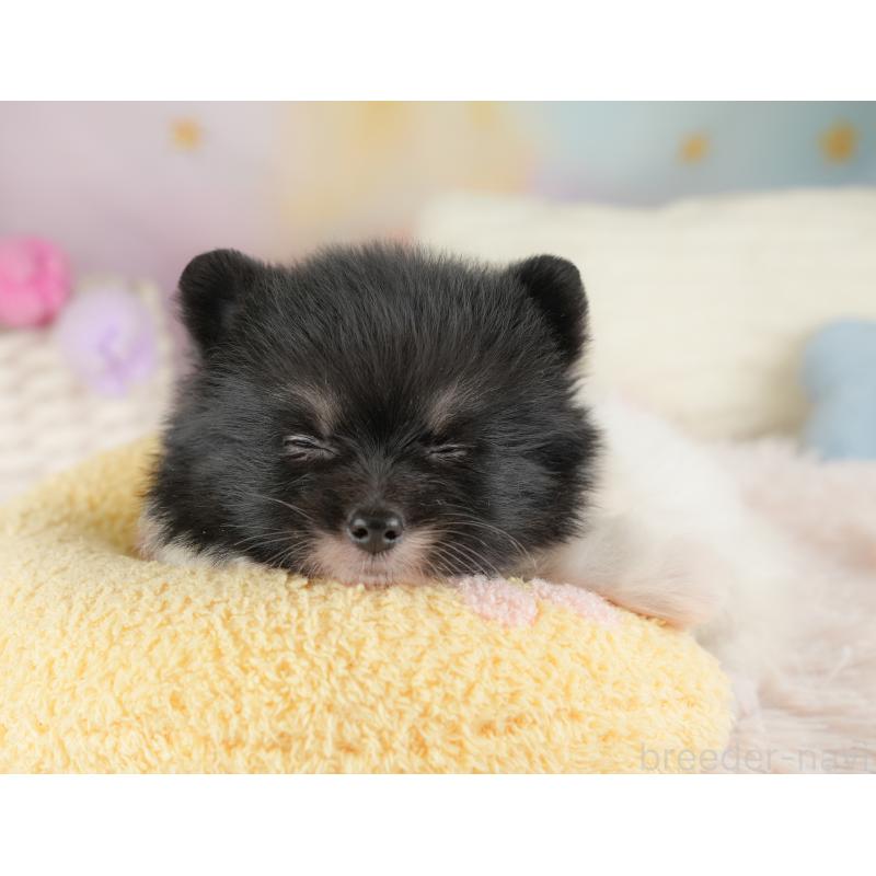 販売中の埼玉県のポメラニアン-448137の3枚目