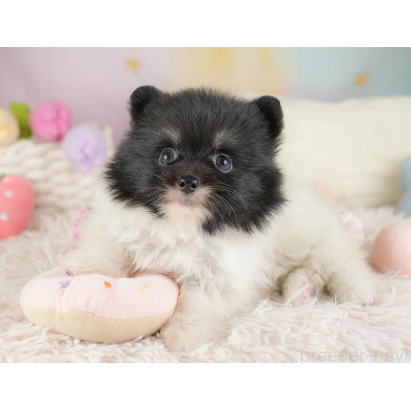 販売中の埼玉県のポメラニアン-448137の2枚目