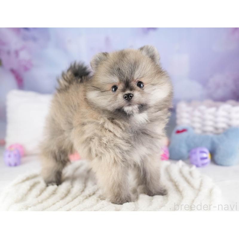 販売中の埼玉県のポメラニアン-448142の12枚目