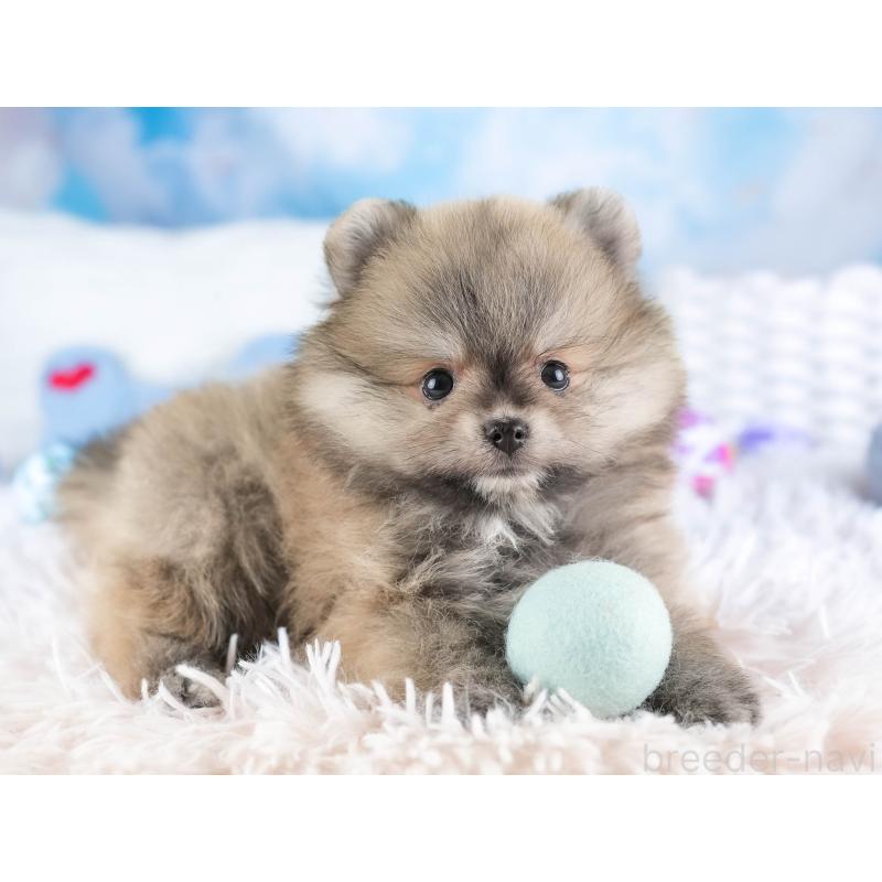 販売中の埼玉県のポメラニアン-448142の8枚目