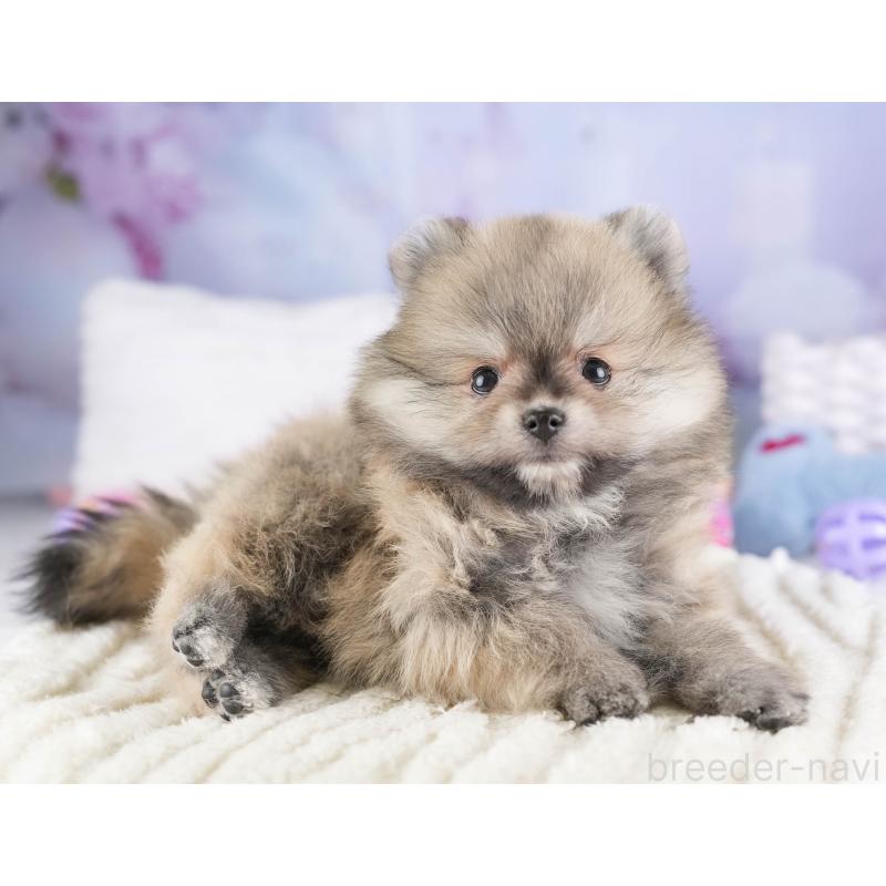 販売中の埼玉県のポメラニアン-448142の7枚目