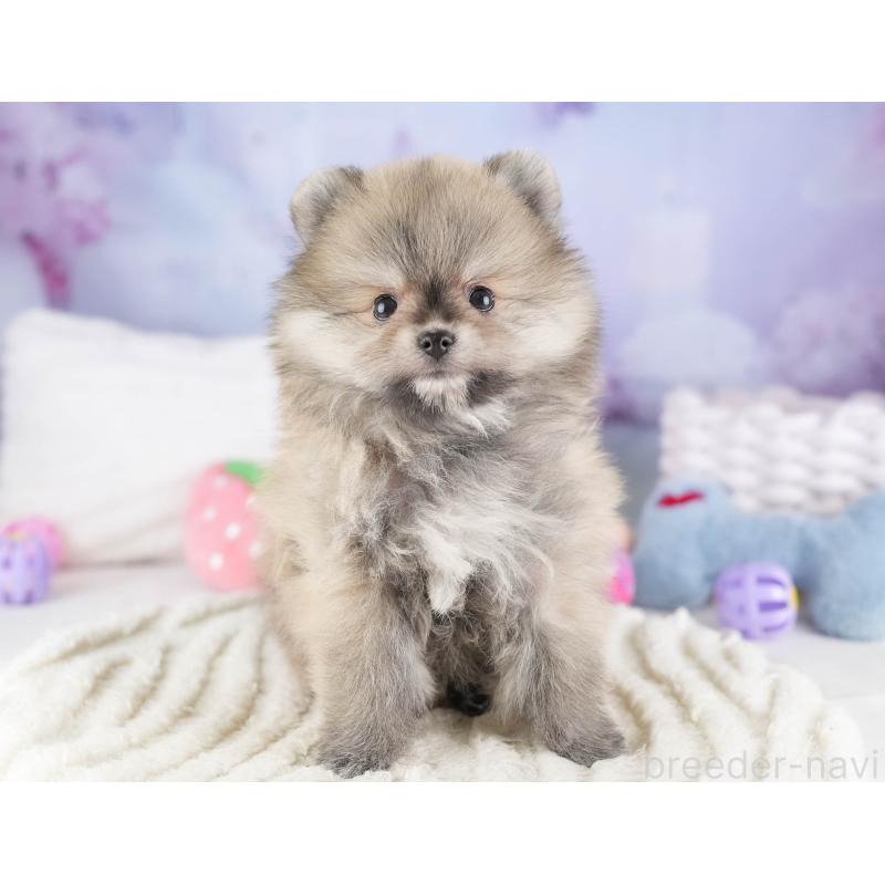 販売中の埼玉県のポメラニアン-448142の6枚目