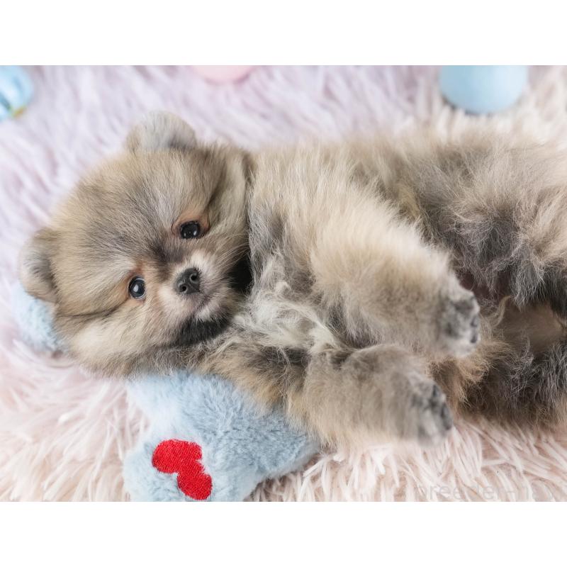 販売中の埼玉県のポメラニアン-448142の5枚目