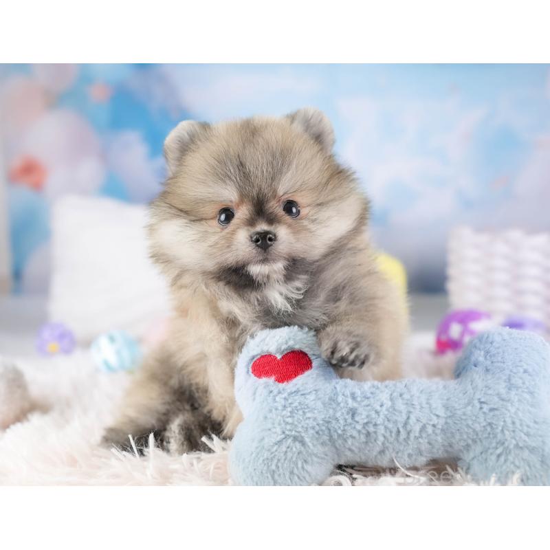 販売中の埼玉県のポメラニアン-448142の4枚目