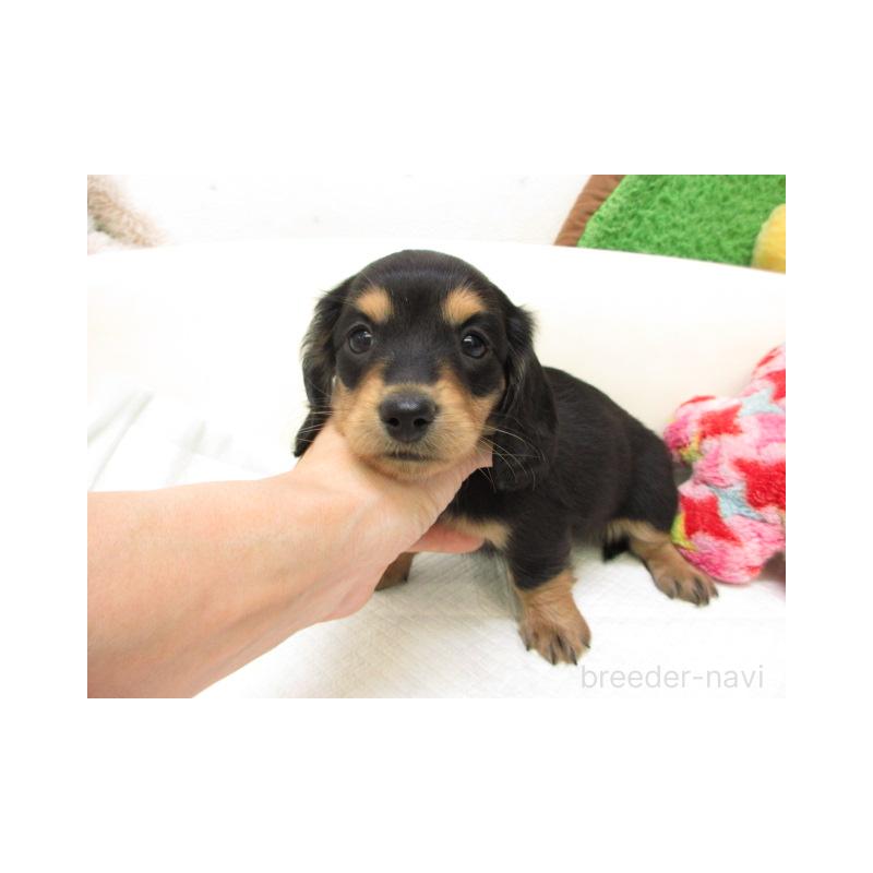 販売中の大阪府のミニチュアダックスフンド(ロングヘアード)-448140の2枚目