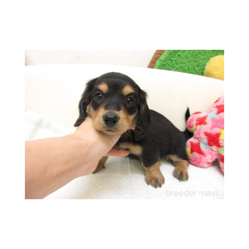 販売中の大阪府のミニチュアダックスフンド(ロングヘアード)-448140の1枚目