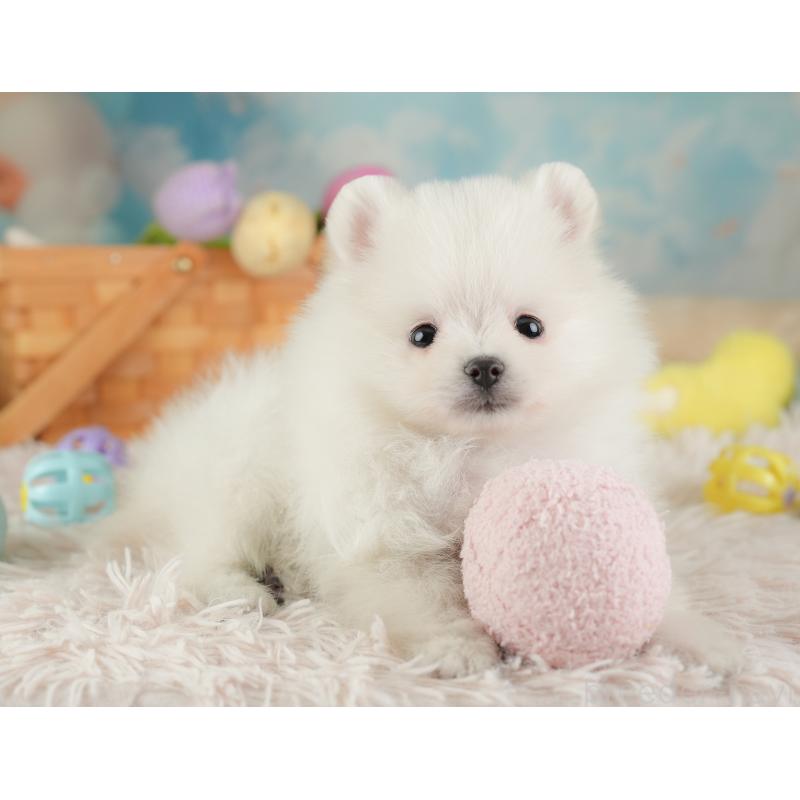 販売中の埼玉県のポメラニアン-448145の12枚目