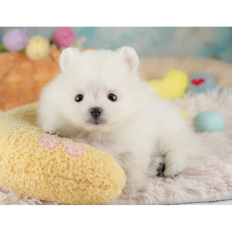 販売中の埼玉県のポメラニアン-448145の10枚目