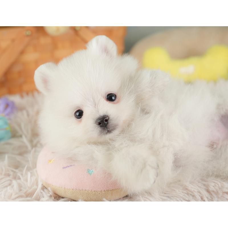 販売中の埼玉県のポメラニアン-448145の9枚目