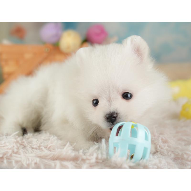 販売中の埼玉県のポメラニアン-448145の7枚目