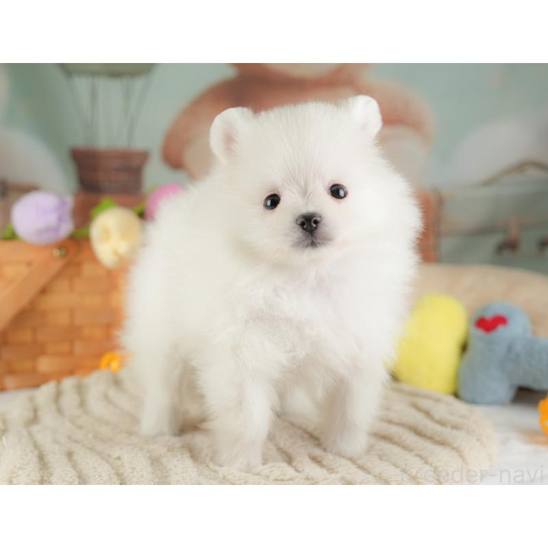 販売中の埼玉県のポメラニアン-448145の6枚目