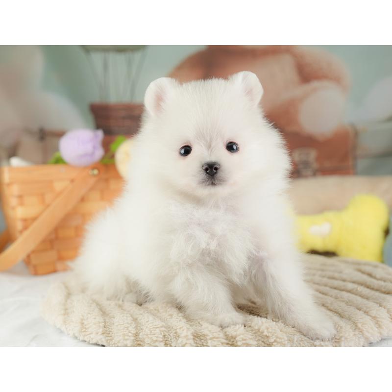 販売中の埼玉県のポメラニアン-448145の4枚目