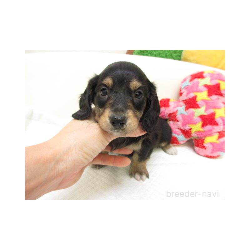 販売中の大阪府のミニチュアダックスフンド(ロングヘアード)-448144の1枚目