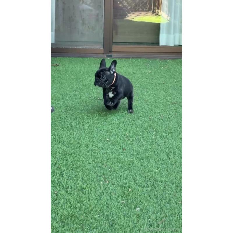 販売中の千葉県のフレンチブルドッグ-443325の2枚目
