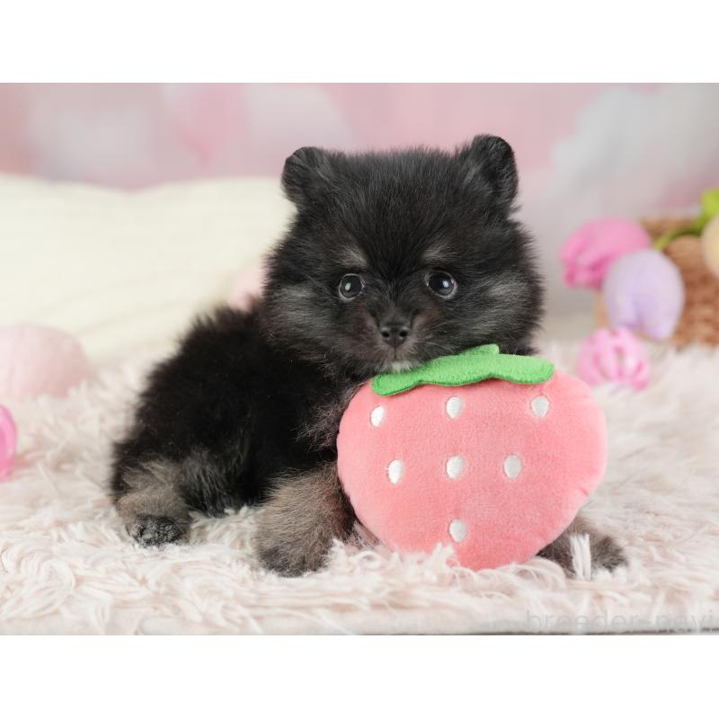 販売中の埼玉県のポメラニアン-448148の12枚目