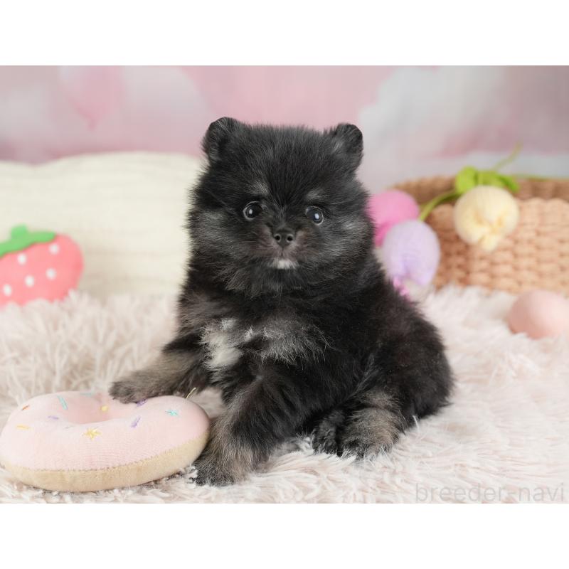 販売中の埼玉県のポメラニアン-448148の4枚目