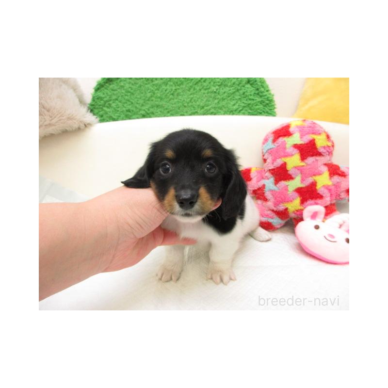 販売中の大阪府のミニチュアダックスフンド(ロングヘアード)-448150の2枚目