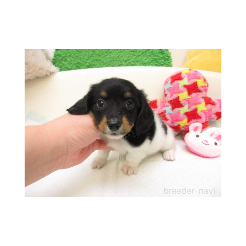 販売中の大阪府のミニチュアダックスフンド(ロングヘアード)-448150の1枚目