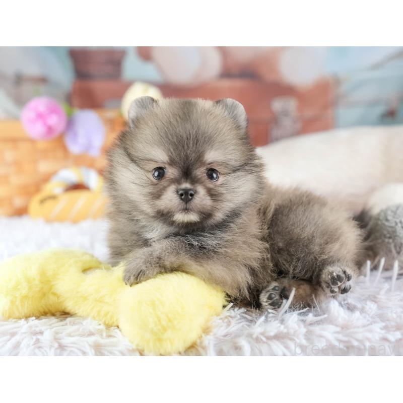 販売中の埼玉県のポメラニアン-448154の13枚目