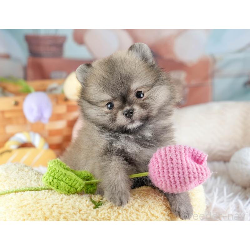 販売中の埼玉県のポメラニアン-448154の12枚目