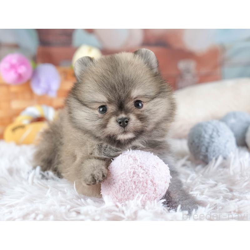 販売中の埼玉県のポメラニアン-448154の11枚目