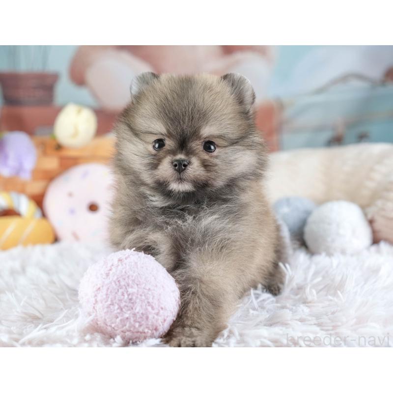 販売中の埼玉県のポメラニアン-448154の10枚目