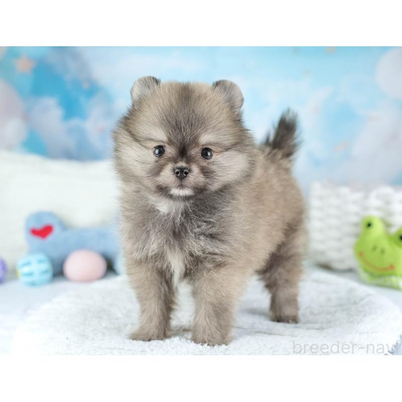 販売中の埼玉県のポメラニアン-448154の9枚目