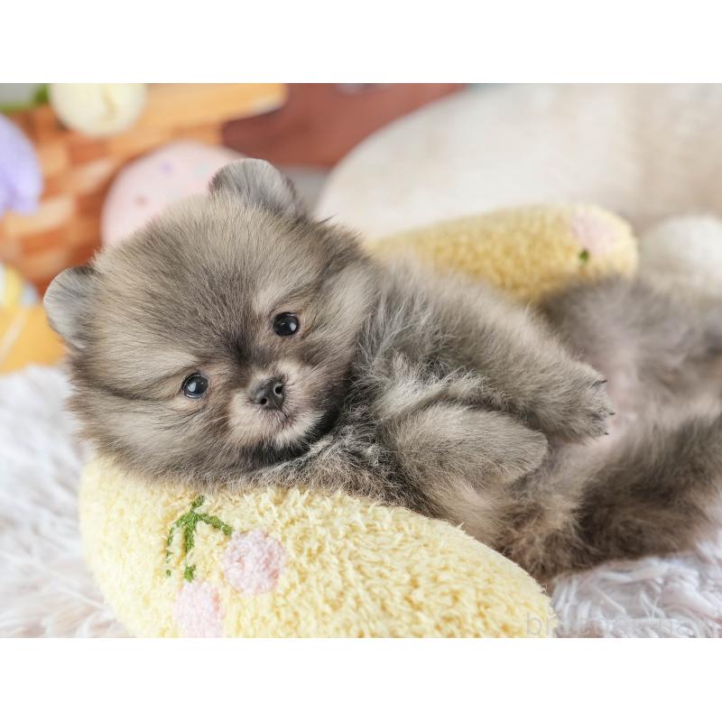 販売中の埼玉県のポメラニアン-448154の8枚目