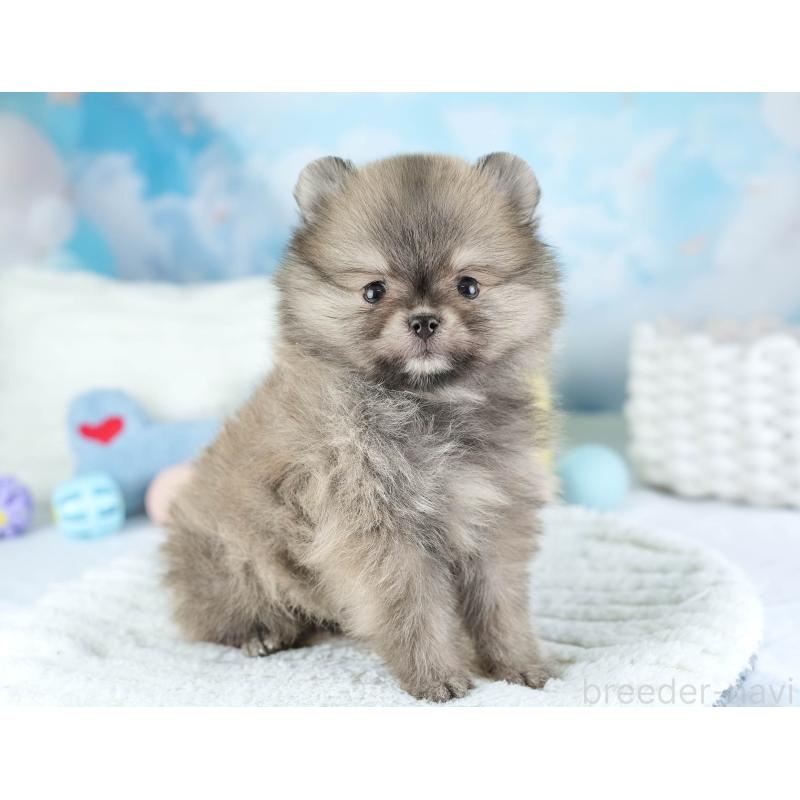販売中の埼玉県のポメラニアン-448154の6枚目