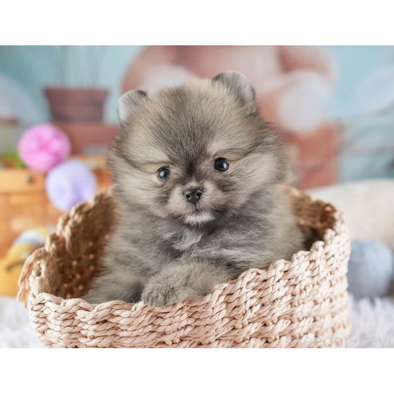 販売中の埼玉県のポメラニアン-448154の5枚目