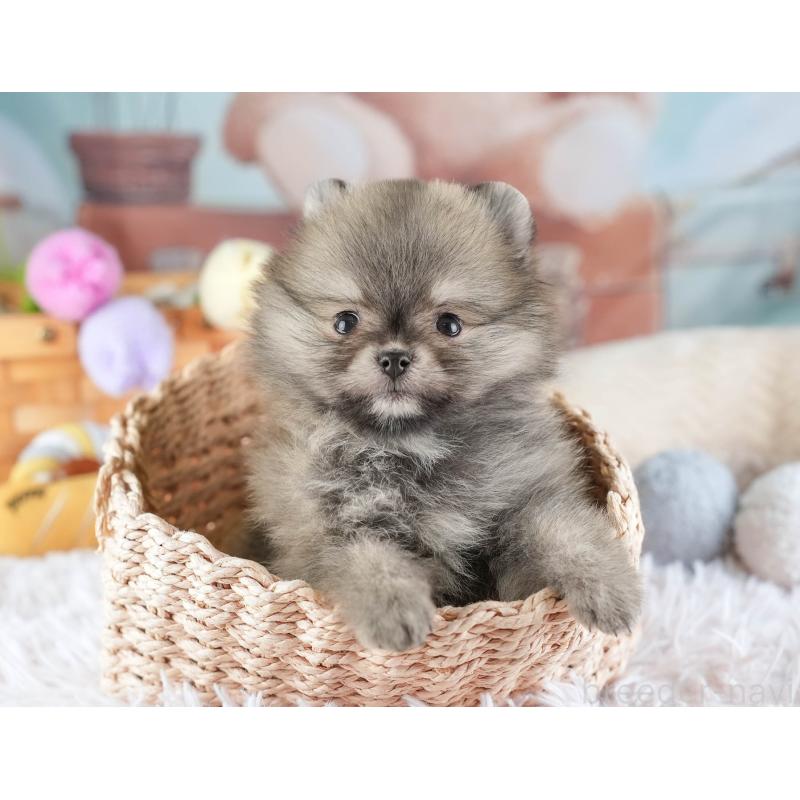 販売中の埼玉県のポメラニアン-448154の4枚目