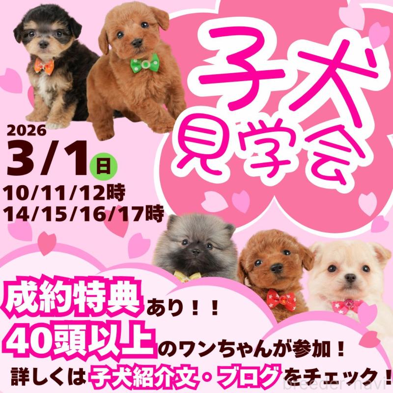 販売中の静岡県のミックス犬-448162の3枚目