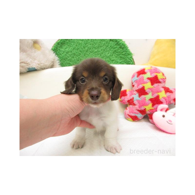 販売中の大阪府のミニチュアダックスフンド(ロングヘアード)-448160の2枚目